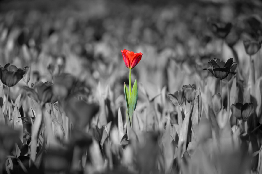 Red B&W Flowers Portrait Photograph Print 100% Australian Made