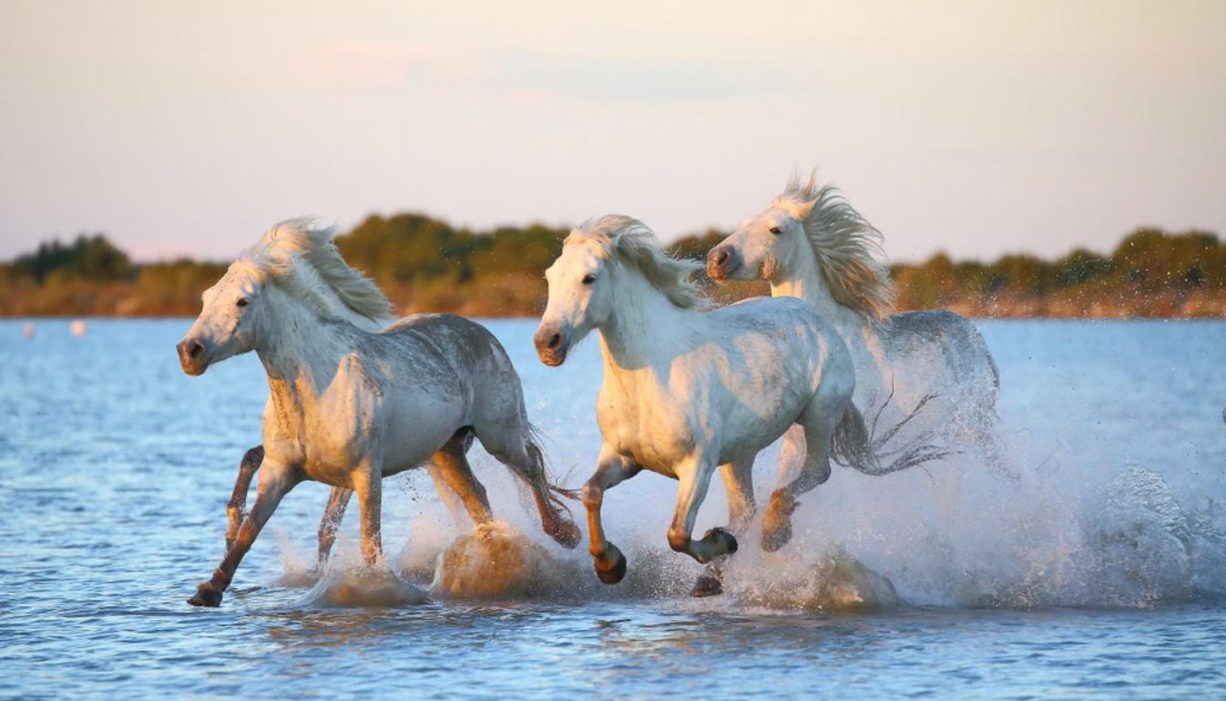White Horses Running on Beach Home Decor Premium Quality Poster Print Choose Your Sizes