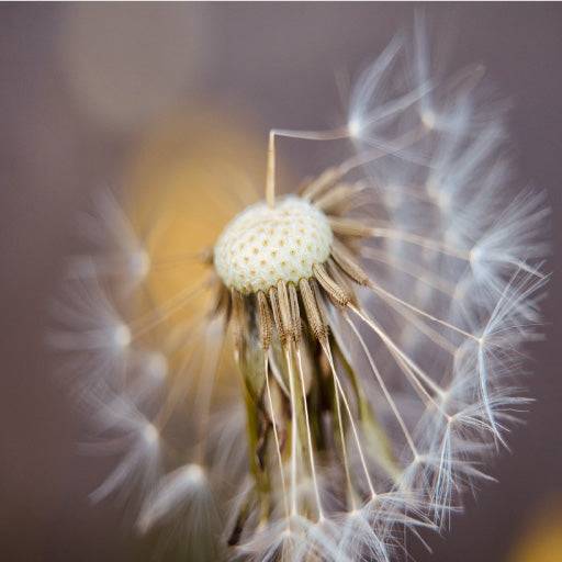 Square Canvas Dandelion Closeup View Photograph High Quality Print 100% Australian Made