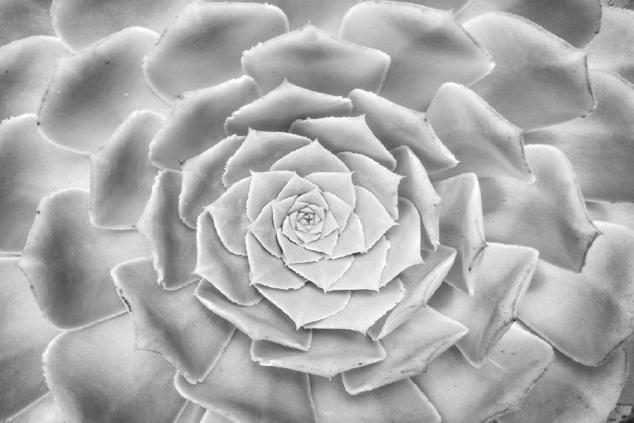 Flower Petals Closeup B&W View Photograph Print 100% Australian Made