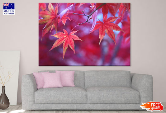 Japanese Maple Tree Leaves Closeup Photograph Print 100% Australian Made