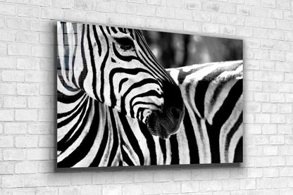 Zebra Face B&W Closeup Print Tempered Glass Wall Art 100% Made in Australia Ready to Hang