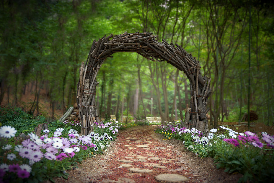 Arch Shaped Tree Branches & Flower Plants in Forest Photograph Print 100% Australian Made