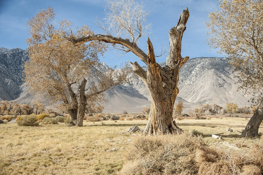 California Log Nature Old Tree Photograph Print 100% Australian Made