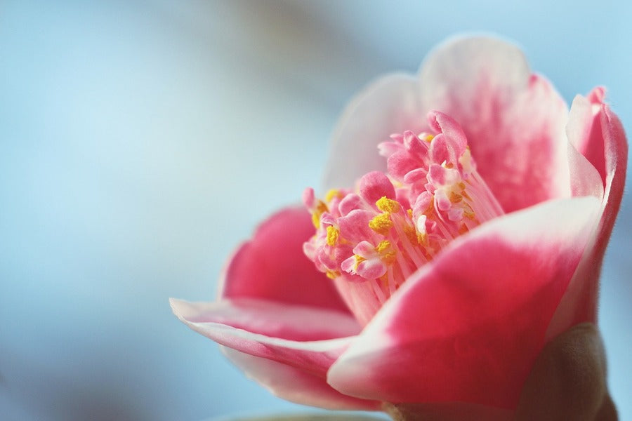 Camellia Flower Closeup Photograph Print 100% Australian Made