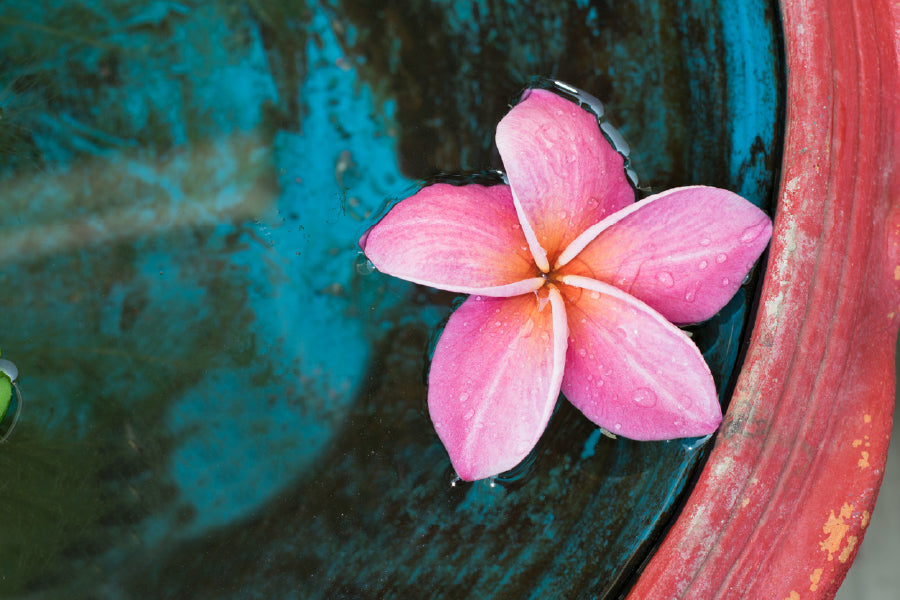 Pink Plumeria Flower on Water View Photograph Print 100% Australian Made