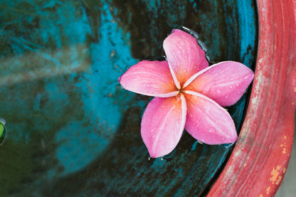 Pink Plumeria Flower on Water View Photograph Print 100% Australian Made