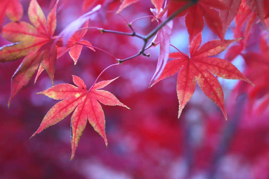 Japanese Maple Tree Leaves Closeup Photograph Print 100% Australian Made