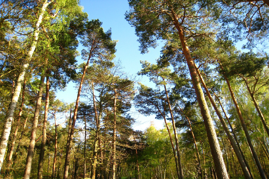 Tall Tree Forest Photograph Print 100% Australian Made