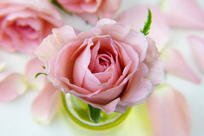 Rose Petals Closeup Photograph Print 100% Australian Made