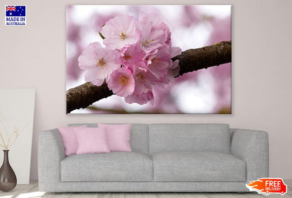 Cherry Blossom Flowers on Branch View Photograph Print 100% Australian Made