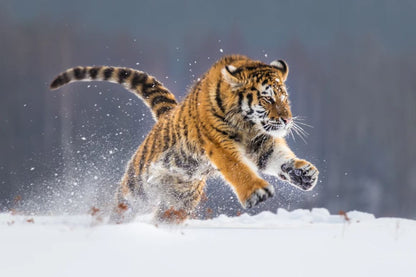Tiger Running on Snow Photograph Home Decor Premium Quality Poster Print Choose Your Sizes