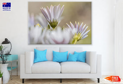 White Cape Marguerite Flowers Photograph Print 100% Australian Made