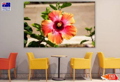 Pink and Orange Hawaiian Flower Closeup Photograph Print 100% Australian Made
