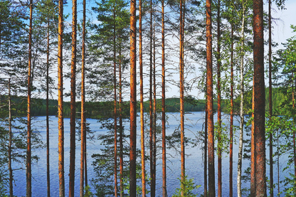 Tree Forest in Lake Photograph Print 100% Australian Made