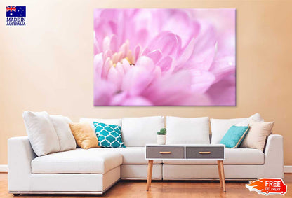 Pink Chrysanthemum Petals View Photograph Print 100% Australian Made