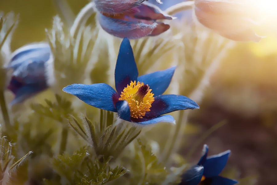 Blue Crocuses Flower Closeup Photograph Print 100% Australian Made