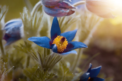 Blue Crocuses Flower Closeup Photograph Print 100% Australian Made