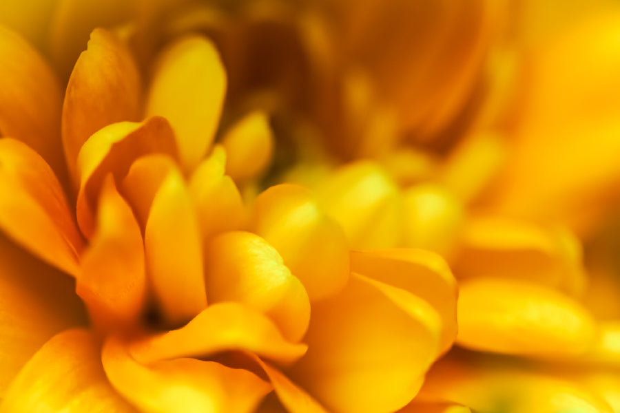 Yellow Flower Petals Closeup View Photograph Print 100% Australian Made