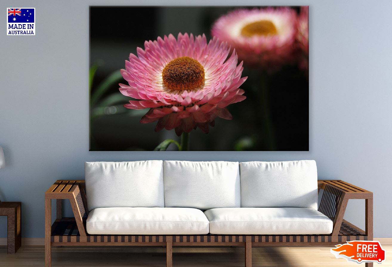 Pink Strawflower Closeup Photograph Print 100% Australian Made