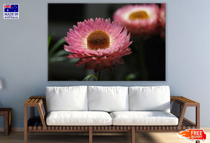 Pink Strawflower Closeup Photograph Print 100% Australian Made