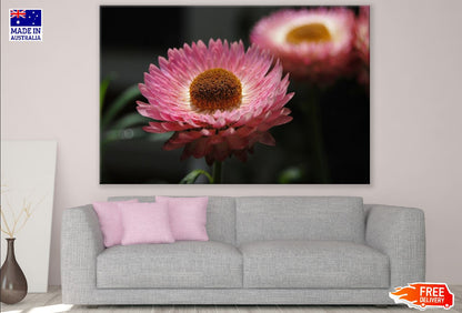Pink Strawflower Closeup Photograph Print 100% Australian Made