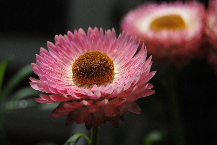 Pink Strawflower Closeup Photograph Print 100% Australian Made