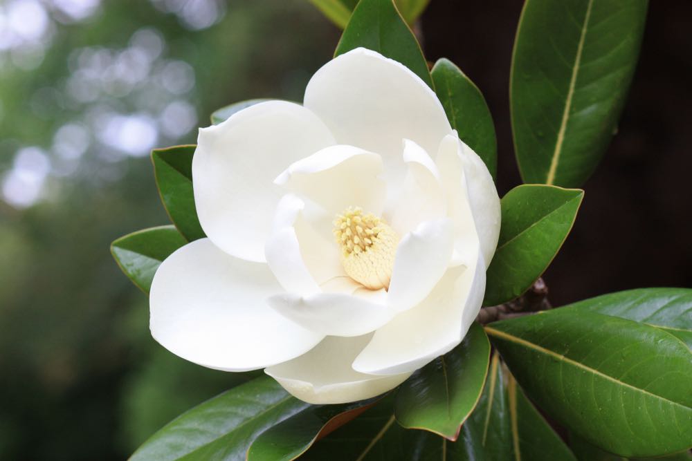White Flower Macro Photograph Print 100% Australian Made