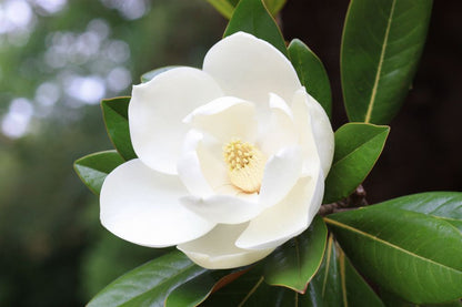 White Flower Macro Photograph Print 100% Australian Made