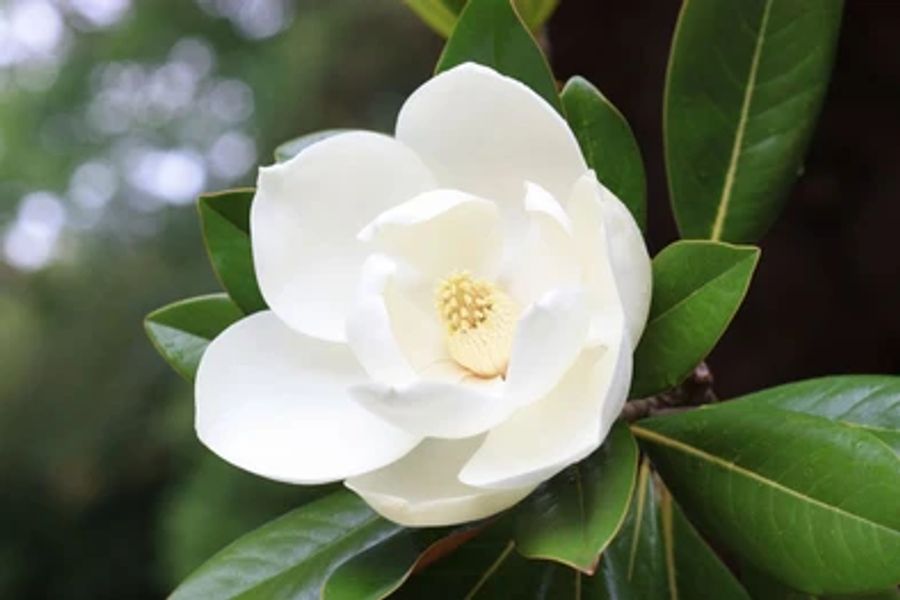 Blown Beautiful Magnolia Flower Print 100% Australian Made
