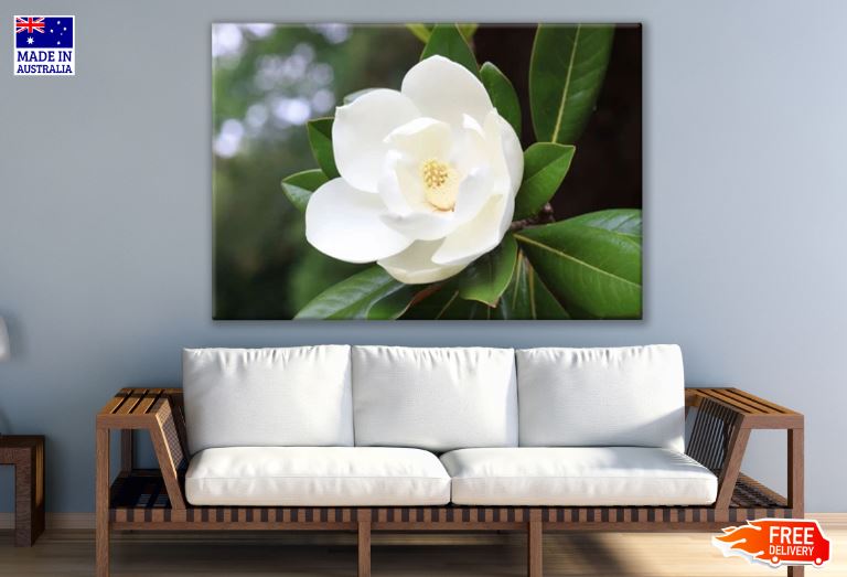 Blown Beautiful Magnolia Flower Print 100% Australian Made