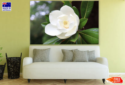 White Flower Macro Photograph Print 100% Australian Made