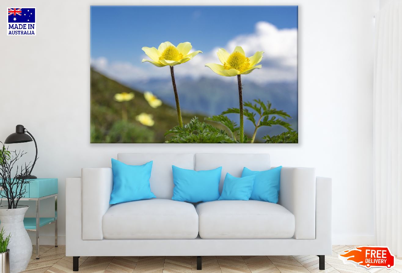 Yellow Anemone Flowers Photograph Print 100% Australian Made