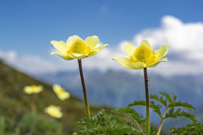 Yellow Anemone Flowers Photograph Print 100% Australian Made