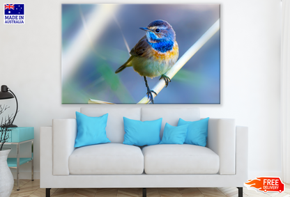 Colourful Bird on a Branch Photograph Print 100% Australian Made