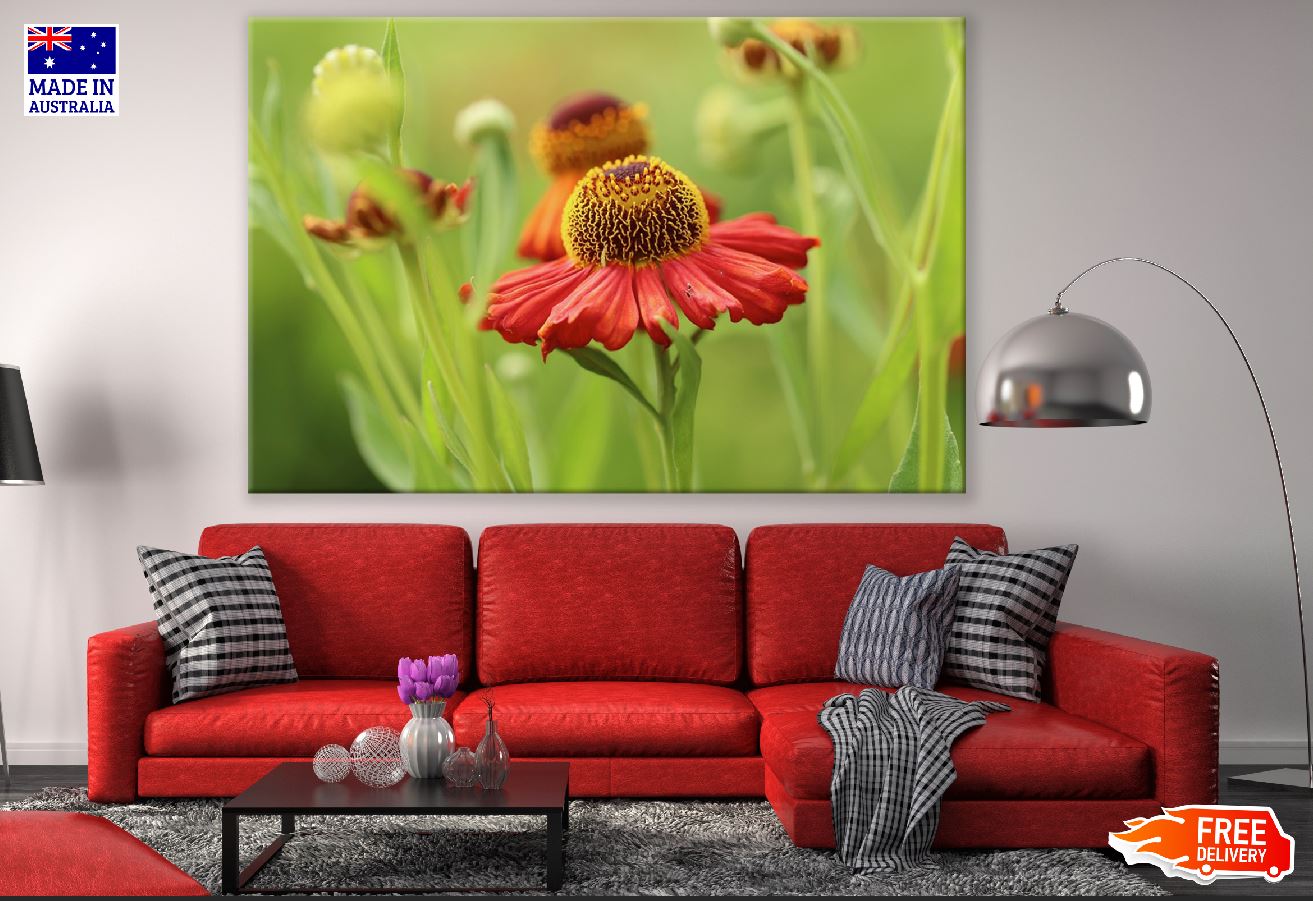 Red Sun Bride Flower Closeup Photograph Print 100% Australian Made