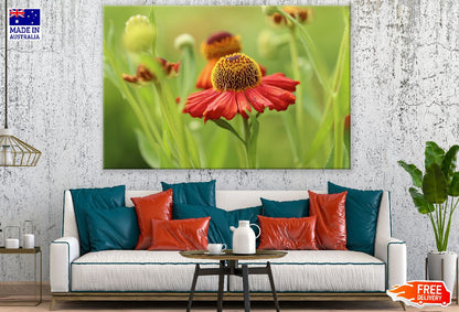Red Sun Bride Flower Closeup Photograph Print 100% Australian Made