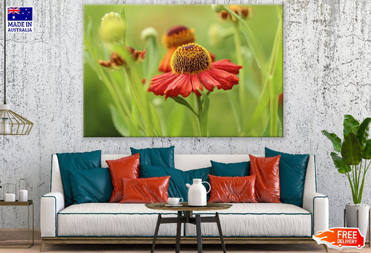 Red Sun Bride Flower Closeup Photograph Print 100% Australian Made