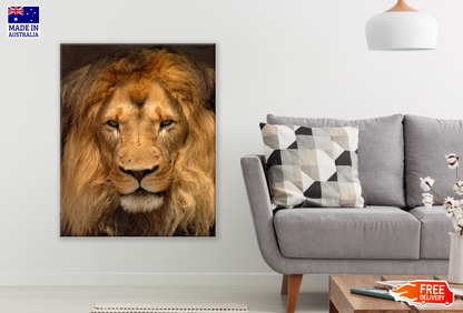 Lion Face Portrait Photograph Print 100% Australian Made