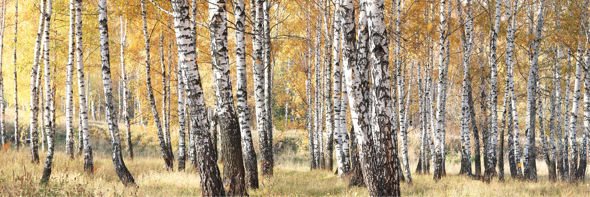 Panoramic Canvas Autumn Forest Trees Photograph High Quality 100% Australian made wall Canvas Print ready to hang