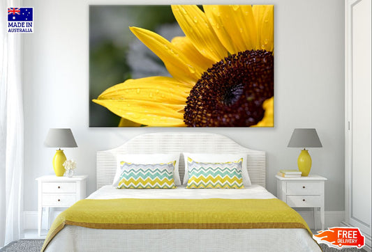 Sunflower Closeup Photograph Print 100% Australian Made