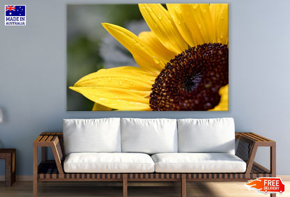 Sunflower Closeup Photograph Print 100% Australian Made