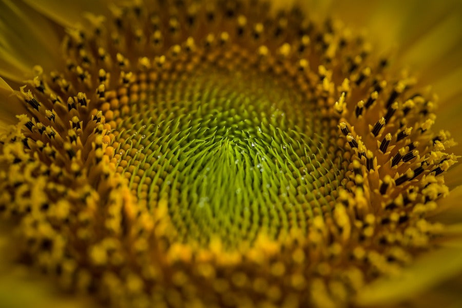 Sunflower Closeup Macro Photograph Print 100% Australian Made