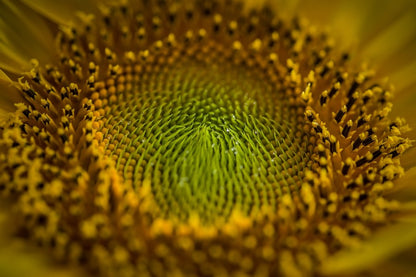Sunflower Closeup Macro Photograph Print 100% Australian Made