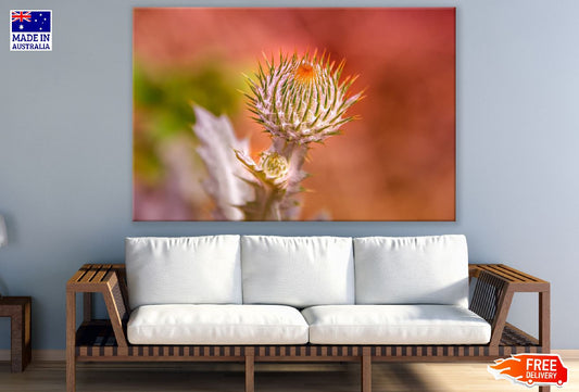 Thistle Flower Closeup Photograph Print 100% Australian Made