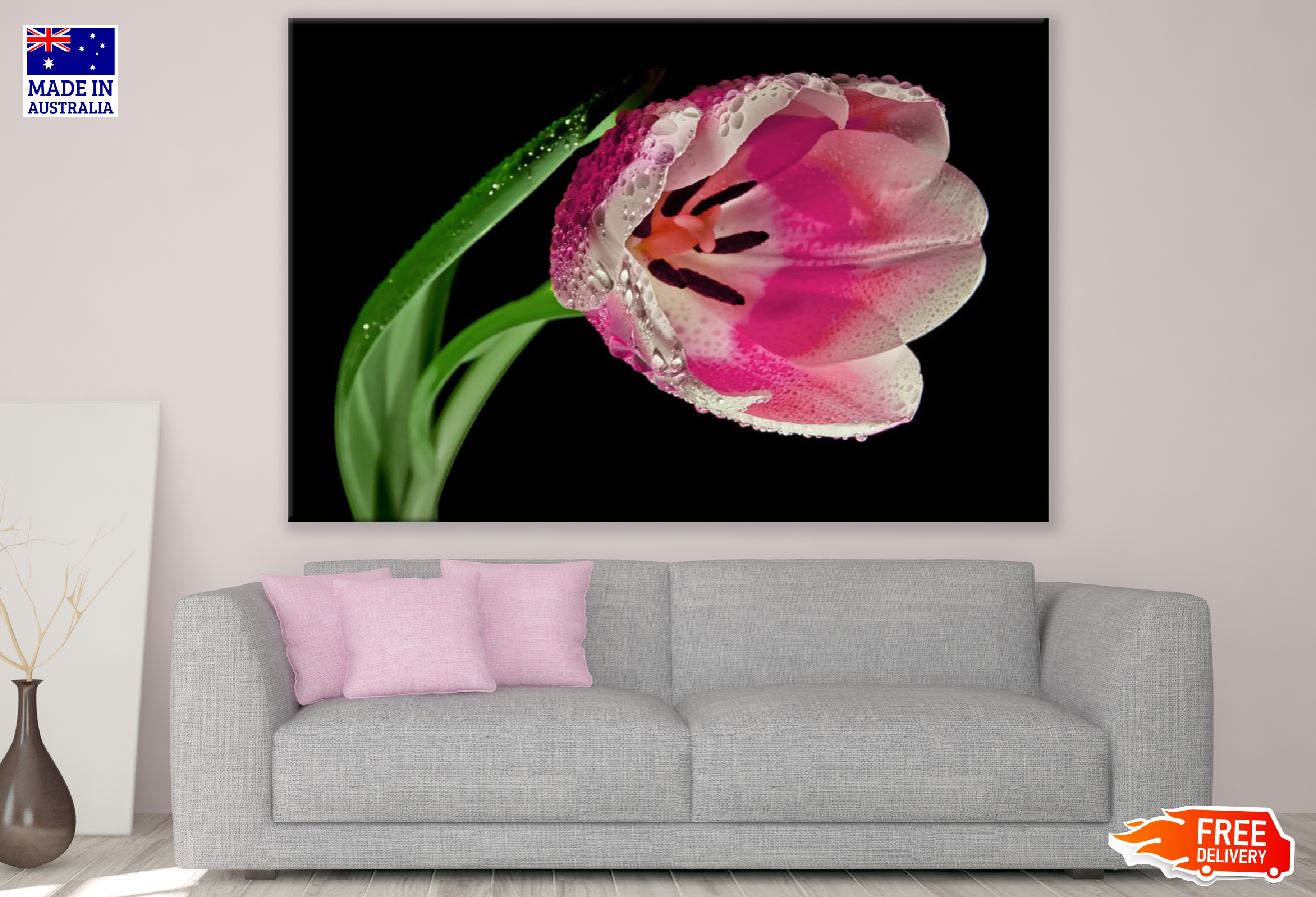 Pink Tulip Flower Plant Closeup Photograph Print 100% Australian Made