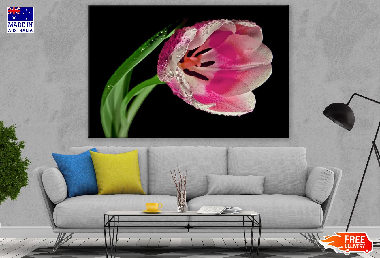Pink Tulip Flower Plant Closeup Photograph Print 100% Australian Made