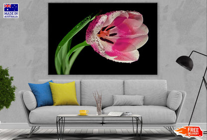 Pink Tulip Flower Plant Closeup Photograph Print 100% Australian Made
