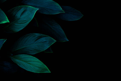 Green Leaves on Dark Photograph Print 100% Australian Made