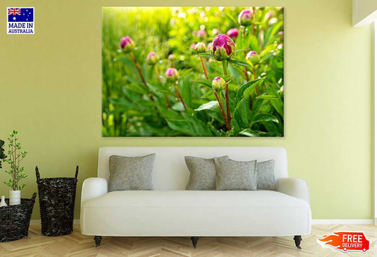Tulip Flower Buds & Plants View Photograph Print 100% Australian Made